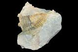 Fossil Calymene Trilobite Nodule - Morocco #100020-1